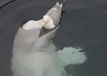 Seagull Bird And Whale Fish Video: Amazing Video Of Seagull Bird And Whale Fish Viral On Social Media