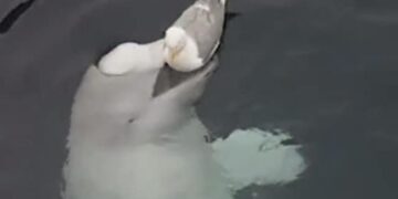 Seagull Bird And Whale Fish Video: Amazing Video Of Seagull Bird And Whale Fish Viral On Social Media