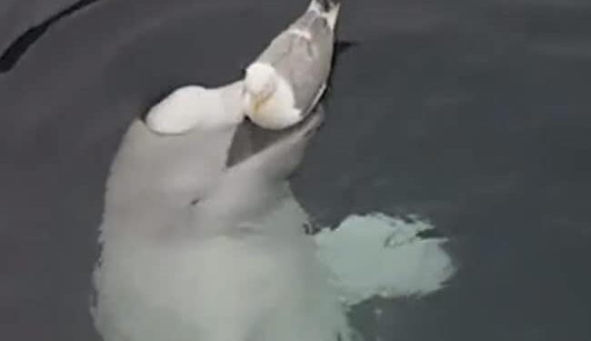 Seagull Bird And Whale Fish Video: Amazing Video Of Seagull Bird And Whale Fish Viral On Social Media