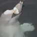 Seagull Bird And Whale Fish Video: Amazing Video Of Seagull Bird And Whale Fish Viral On Social Media