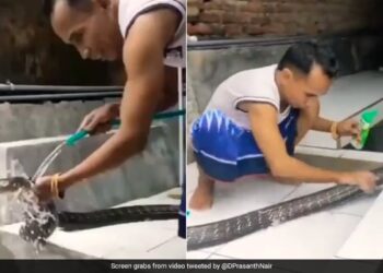 Man Bathing King Cobra By Rubbing It With Shampoo Left Netizens Shocked See Viral Video