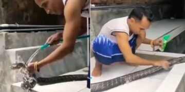 Man Bathing King Cobra By Rubbing It With Shampoo Left Netizens Shocked See Viral Video