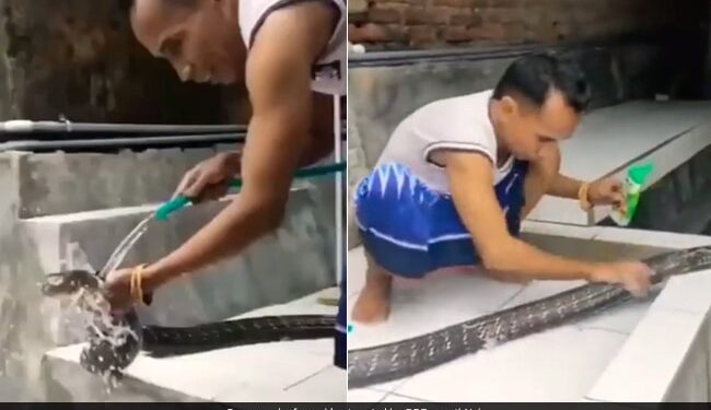 Man Bathing King Cobra By Rubbing It With Shampoo Left Netizens Shocked See Viral Video