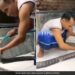 Man Bathing King Cobra By Rubbing It With Shampoo Left Netizens Shocked See Viral Video
