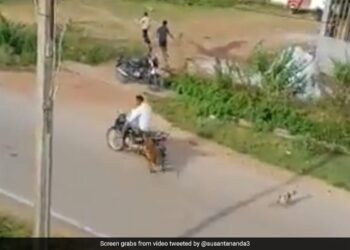 Leopard Attack On Bike Rider Animal Jump On Him Then What Happened Next See Shocking Viral Video