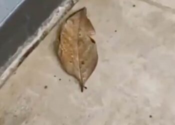 जिसे समझ रहे हैं 'सूखा पत्ता', दरअसल वो कुछ और है, 35 लाख से ज़्यादा लोग देखकर हो रहे हैं हैरान