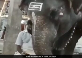 Elephant Trying To Peek Into Mahout Mobile Is Too Cute To Handle Funny Video Viral