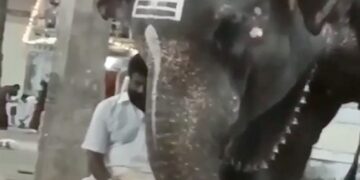 Elephant Trying To Peek Into Mahout Mobile Is Too Cute To Handle Funny Video Viral