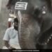 Elephant Trying To Peek Into Mahout Mobile Is Too Cute To Handle Funny Video Viral