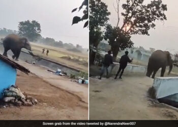 Elephant Picked Up The Bike With Its Trunk Threw It Swaying In The Air Like A Football And Then See Viral Video