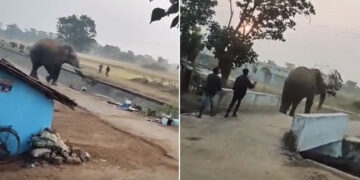 Elephant Picked Up The Bike With Its Trunk Threw It Swaying In The Air Like A Football And Then See Viral Video