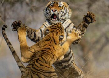 Dangerous Fight Between Two Tigers In The Jungle: Video Of Fierce Fight Between Two Dangerous Tigers In The Forest Goes Viral On Social Media
