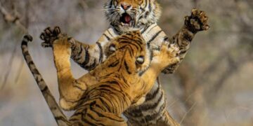 Dangerous Fight Between Two Tigers In The Jungle: Video Of Fierce Fight Between Two Dangerous Tigers In The Forest Goes Viral On Social Media