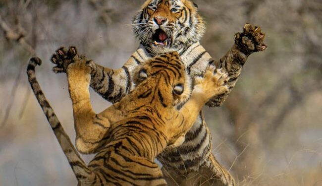 Dangerous Fight Between Two Tigers In The Jungle: Video Of Fierce Fight Between Two Dangerous Tigers In The Forest Goes Viral On Social Media