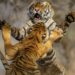 Dangerous Fight Between Two Tigers In The Jungle: Video Of Fierce Fight Between Two Dangerous Tigers In The Forest Goes Viral On Social Media