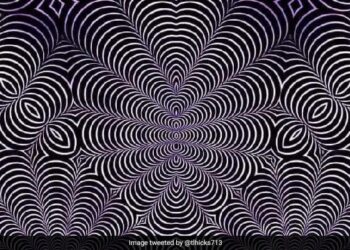 Which Animal Do You See In This Picture? Those Who Tell Will Be Called Wise Person
