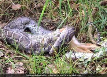 Python Swallows A Whole Deer Within Seconds Internet Puzzled See Shocking Viral Video