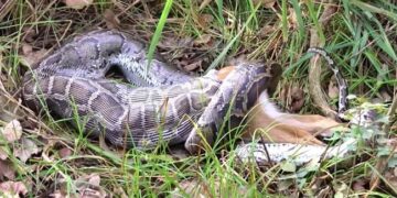 Python Swallows A Whole Deer Within Seconds Internet Puzzled See Shocking Viral Video