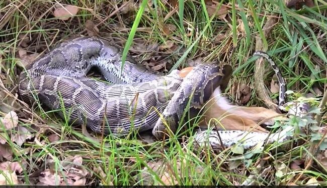 Python Swallows A Whole Deer Within Seconds Internet Puzzled See Shocking Viral Video