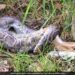 Python Swallows A Whole Deer Within Seconds Internet Puzzled See Shocking Viral Video