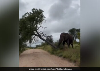 Elephant Knocks Entire Tree Down To Scratch Its Itchy Back Internet Shocked To See This Viral Video