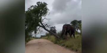 Elephant Knocks Entire Tree Down To Scratch Its Itchy Back Internet Shocked To See This Viral Video