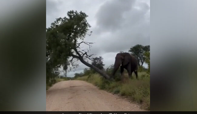 Elephant Knocks Entire Tree Down To Scratch Its Itchy Back Internet Shocked To See This Viral Video
