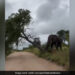 Elephant Knocks Entire Tree Down To Scratch Its Itchy Back Internet Shocked To See This Viral Video