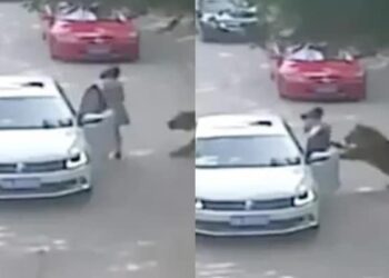 Tiger Attack Video: Tiger Attacks Woman While Entered In Car See What Happened Next Horror Video
