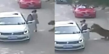 Tiger Attack Video: Tiger Attacks Woman While Entered In Car See What Happened Next Horror Video