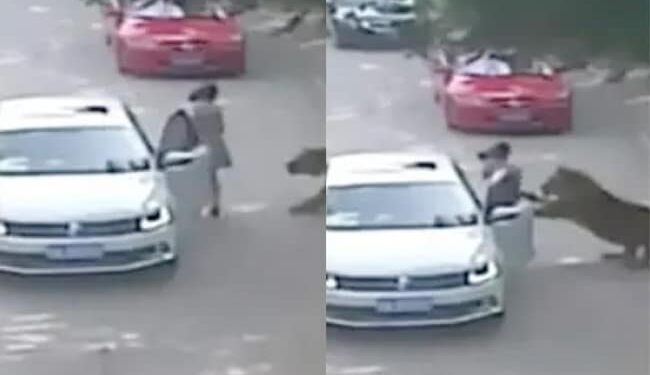 Tiger Attack Video: Tiger Attacks Woman While Entered In Car See What Happened Next Horror Video