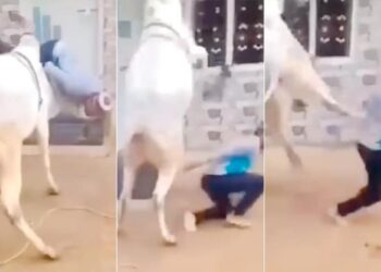 Bull Ka Funny Video: Bull Attack On Man Video Goes Viral On Social Media