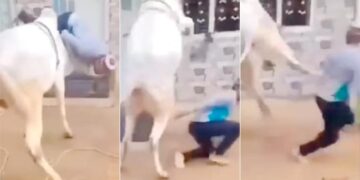 Bull Ka Funny Video: Bull Attack On Man Video Goes Viral On Social Media