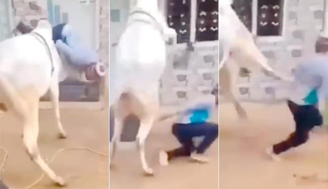 Bull Ka Funny Video: Bull Attack On Man Video Goes Viral On Social Media