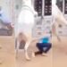 Bull Ka Funny Video: Bull Attack On Man Video Goes Viral On Social Media