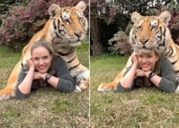 Tiger Poses For A Photo With Girl: Woman Poses With Tiger Shocking Video Viral On Social Media