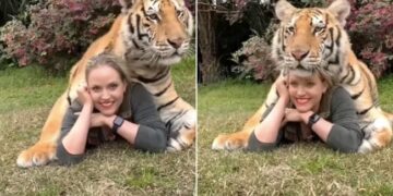 Tiger Poses For A Photo With Girl: Woman Poses With Tiger Shocking Video Viral On Social Media