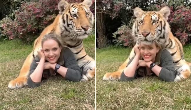 Tiger Poses For A Photo With Girl: Woman Poses With Tiger Shocking Video Viral On Social Media