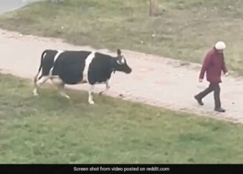 Cow Waiting For Its Owner To Take It Home See Viral Video