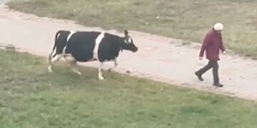 Cow Waiting For Its Owner To Take It Home See Viral Video