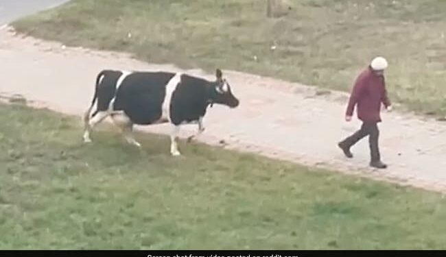 Cow Waiting For Its Owner To Take It Home See Viral Video