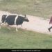 Cow Waiting For Its Owner To Take It Home See Viral Video