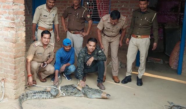 Crocodile Entered House While Family Was Sleeping At Night In UP See Viral Video
