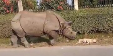 Dog Sleeping On Roadside Suddenly A Rhino Came And Started Nudges Dog Woke Up And Then What Happened See Funny Viral Video