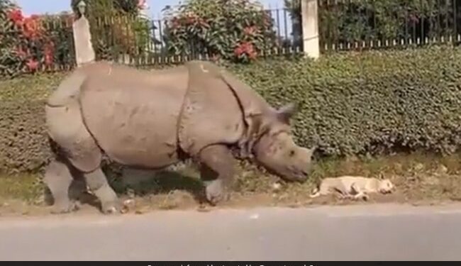 Dog Sleeping On Roadside Suddenly A Rhino Came And Started Nudges Dog Woke Up And Then What Happened See Funny Viral Video