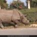 Dog Sleeping On Roadside Suddenly A Rhino Came And Started Nudges Dog Woke Up And Then What Happened See Funny Viral Video