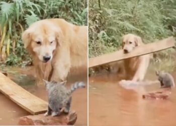 Kitten Should Not Drown In Water Somewhere! Dog Put A Wooden Bar, The Video Will Win Hearts
