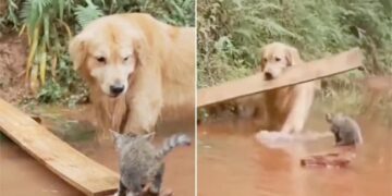 Kitten Should Not Drown In Water Somewhere! Dog Put A Wooden Bar, The Video Will Win Hearts
