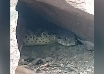 MP: Python Lived In Temple Cave For Decades, People Claim To Be Bigger Than Anaconda – MP : मंदिर की गुफा में दशकों से रहते हैं अजगर बाबा, लोग ऐनाकौंडा से भी बड़ा होने का करते हैं दावा