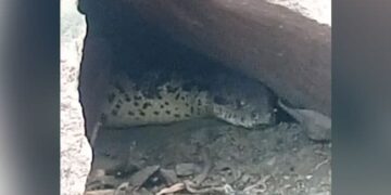 MP: Python Lived In Temple Cave For Decades, People Claim To Be Bigger Than Anaconda – MP : मंदिर की गुफा में दशकों से रहते हैं अजगर बाबा, लोग ऐनाकौंडा से भी बड़ा होने का करते हैं दावा